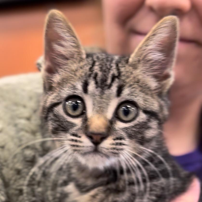 Enlarge Trouble (FKA Ana), a Adoptable Domestic Short Hair in Midland, TX image 1/5