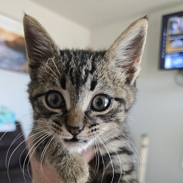 Enlarge Trouble (FKA Ana), a Adoptable Domestic Short Hair in Midland, TX image 2/5