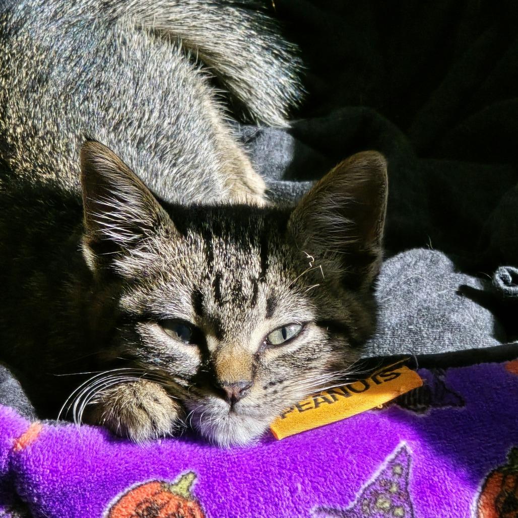 Enlarge Trouble (FKA Ana), a Adoptable Domestic Short Hair in Midland, TX image 3/5