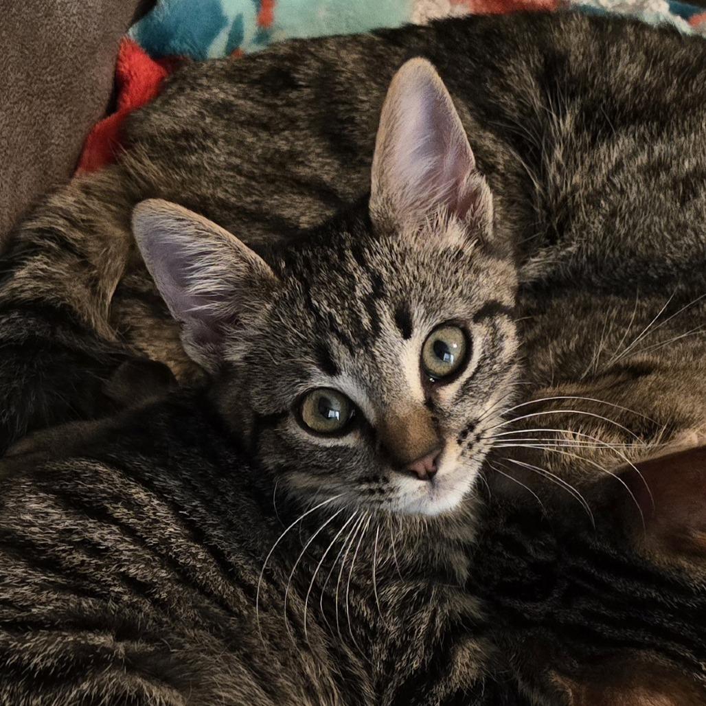 Enlarge Trouble (FKA Ana), a Adoptable Domestic Short Hair in Midland, TX image 4/5