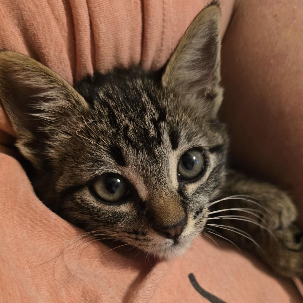 Enlarge Trouble (FKA Ana), a Adoptable Domestic Short Hair in Midland, TX image 5/5