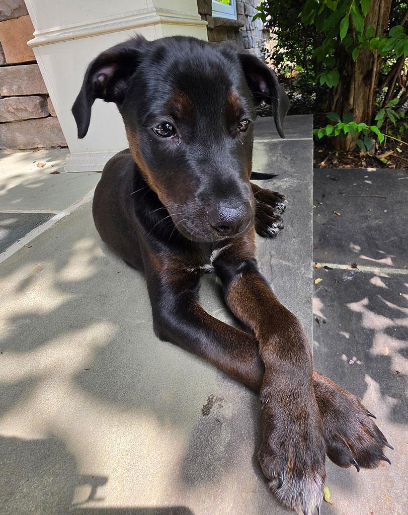 Enlarge Adopted-Otis, a ADOPTABLE mixed breed in Bowie, MD image 2/2