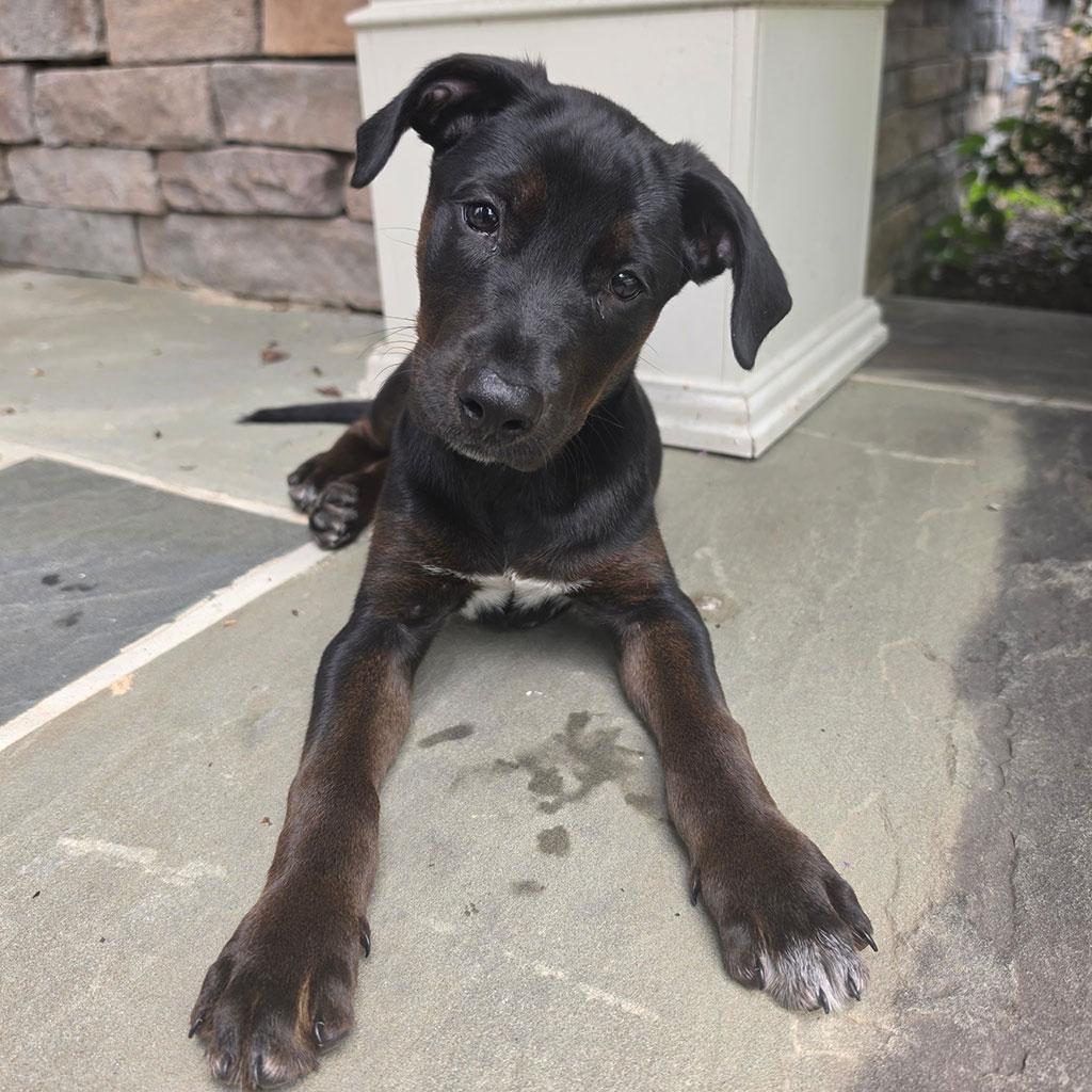 Adopted-Otis, ADOPTABLE, Puppy Male Labrador Retriever & Terrier.