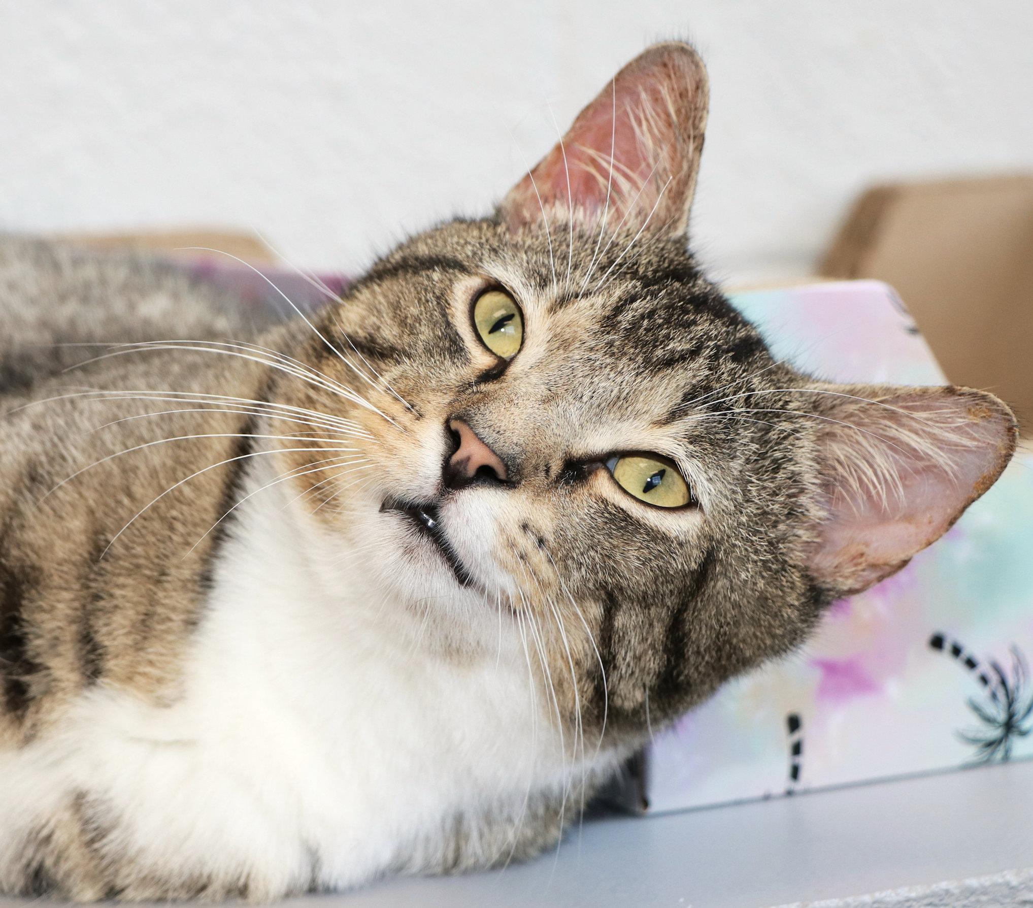 Enlarge Sherman, a ADOPTABLE Domestic Short Hair in Cincinnati, OH image 1/3
