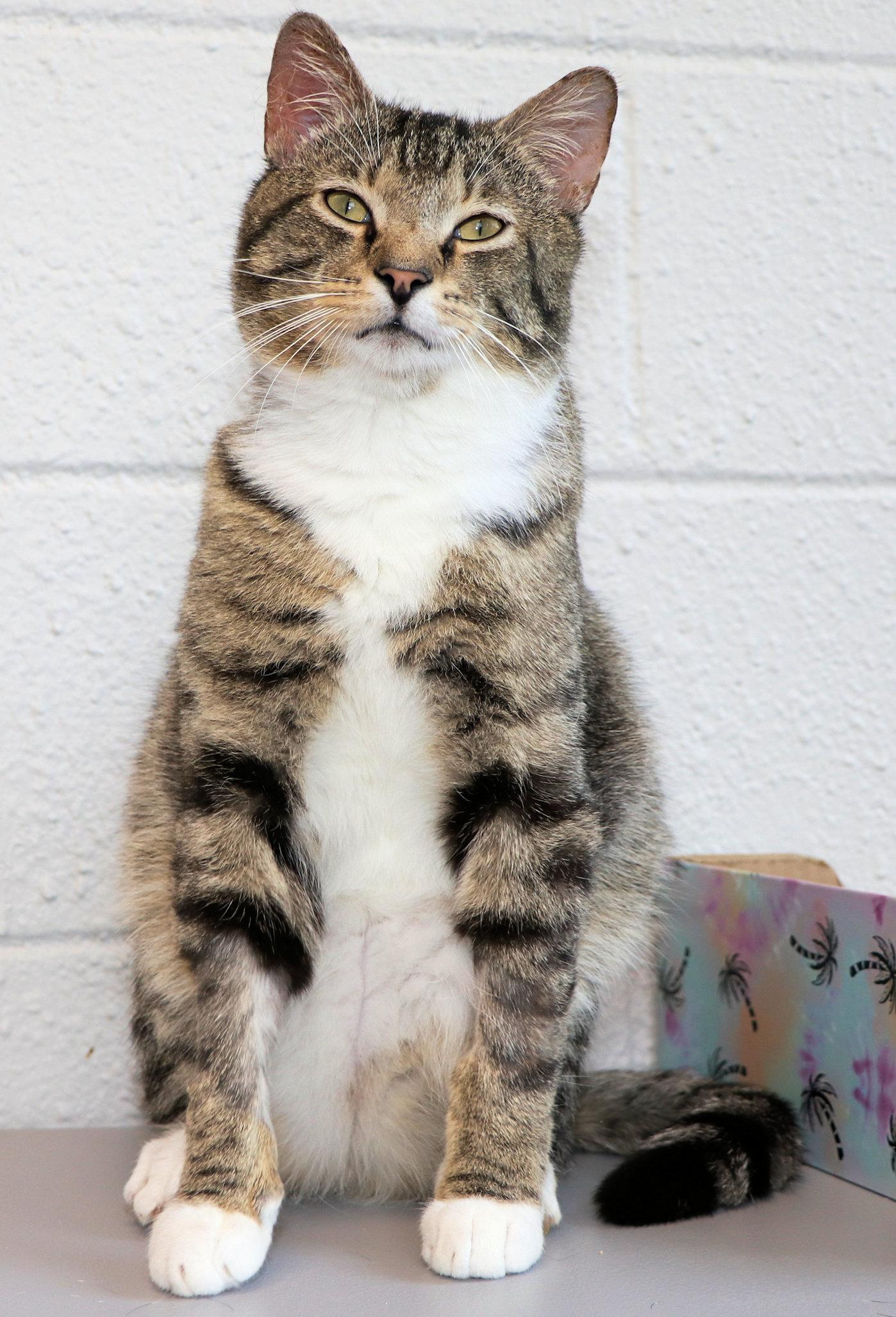 Enlarge Sherman, a ADOPTABLE Domestic Short Hair in Cincinnati, OH image 2/3