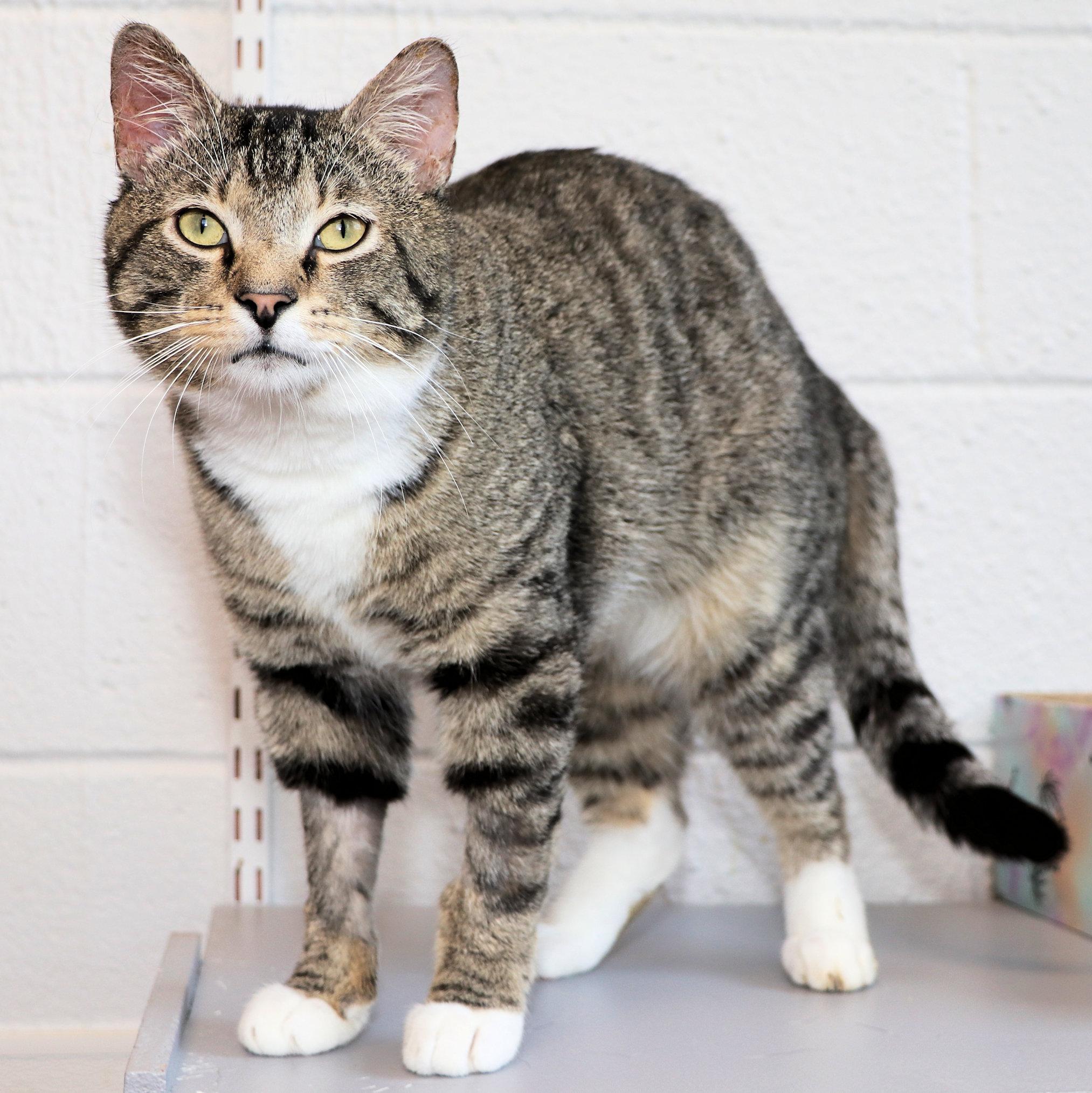 Enlarge Sherman, a ADOPTABLE Domestic Short Hair in Cincinnati, OH image 3/3