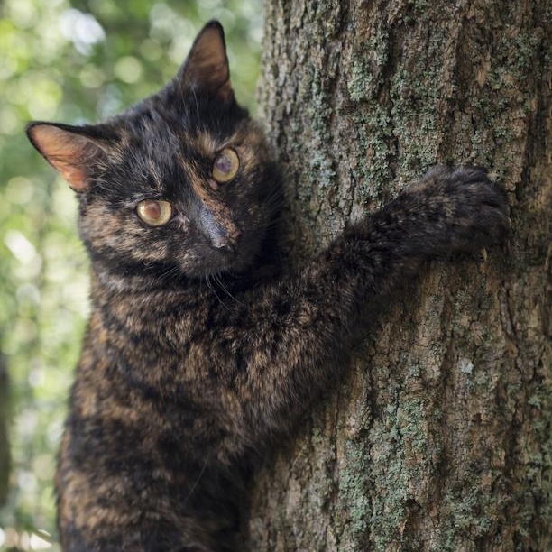 Kiki — thumbnail 2