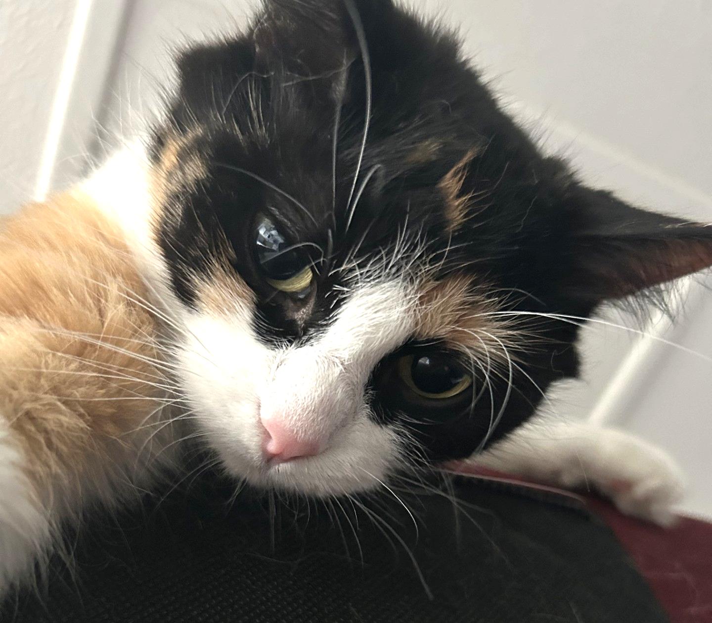 Whisp, a ADOPTABLE Calico in Stoney Creek, ON image 6/6