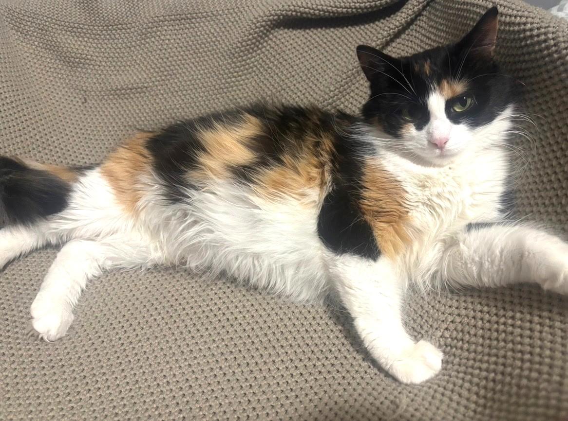 Whisp, a ADOPTABLE Calico in Stoney Creek, ON image 2/6