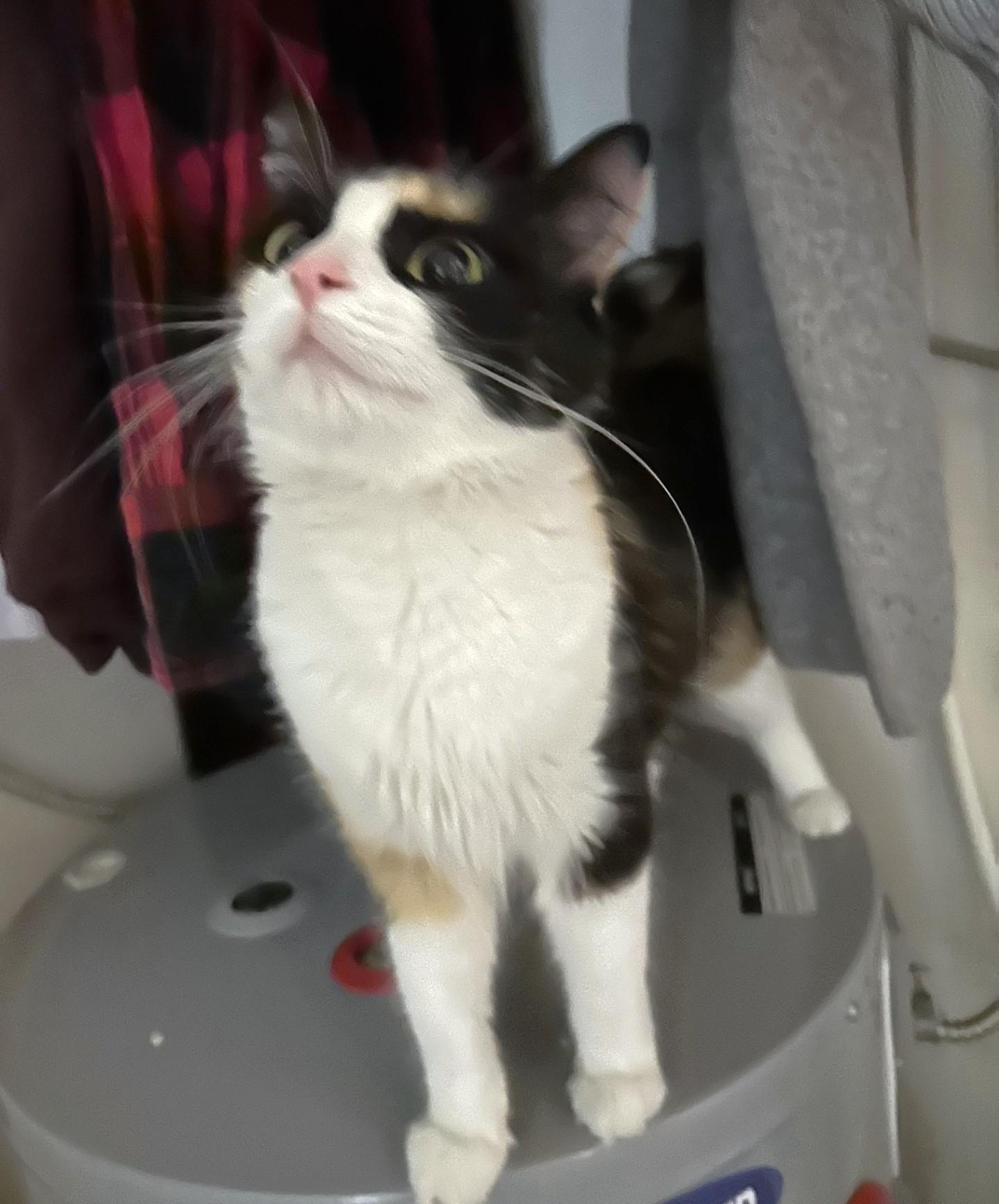 Whisp, a ADOPTABLE Calico in Stoney Creek, ON image 4/6