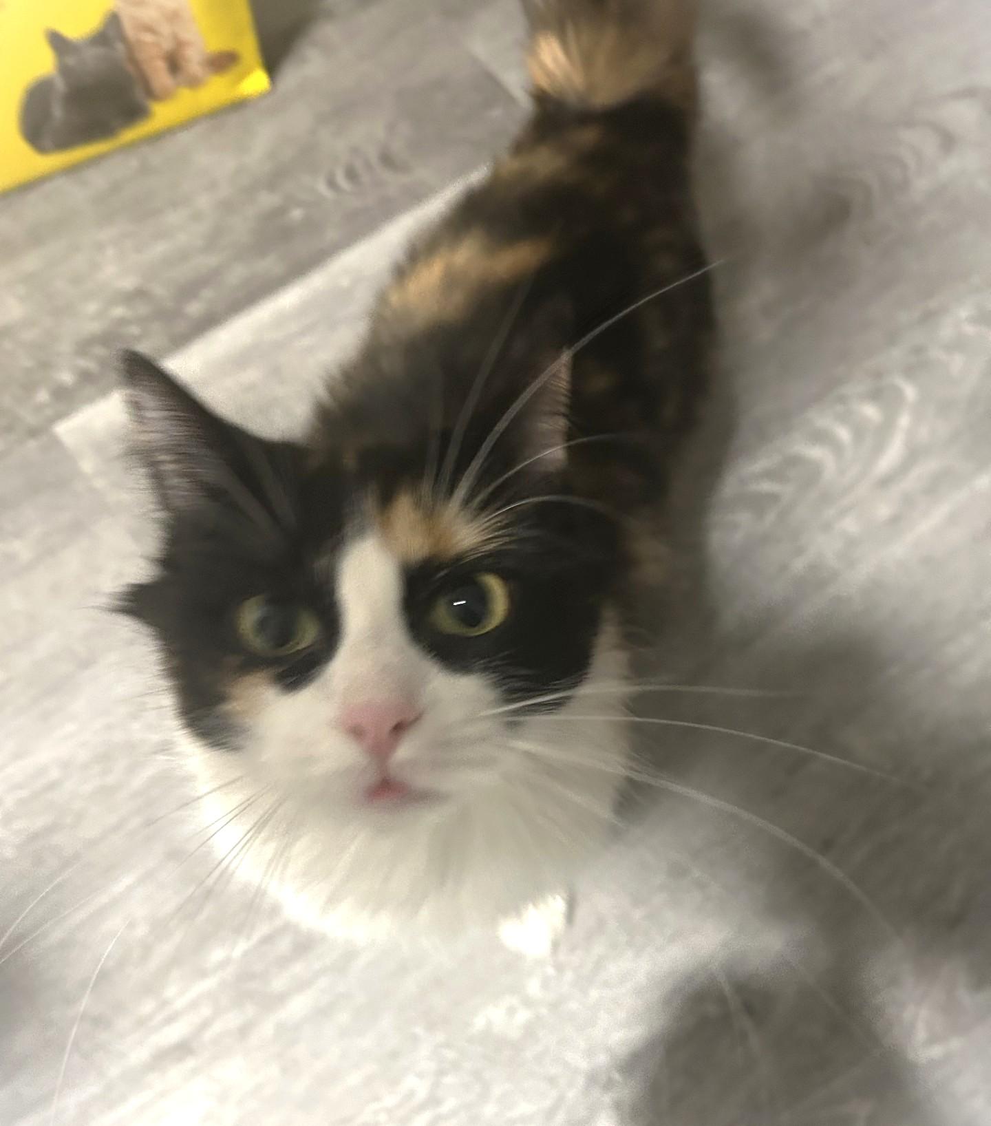 Enlarge Whisp, a Adopted Calico in Stoney Creek, ON image 5/6