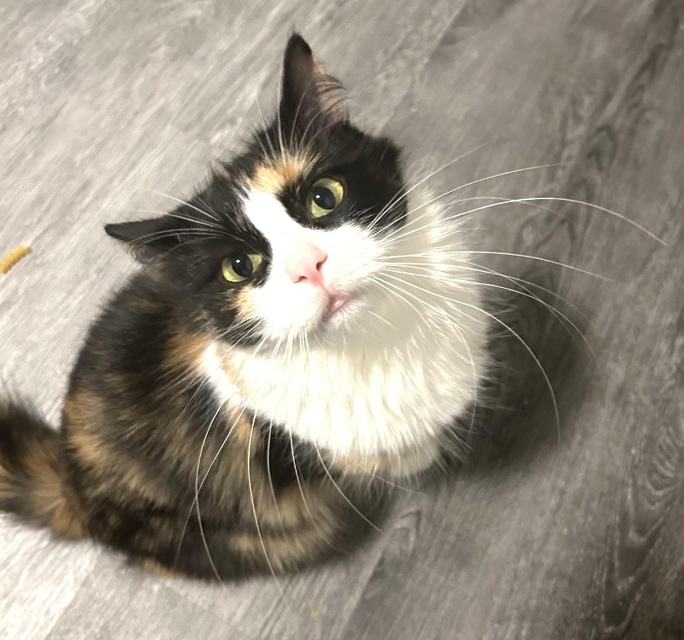 Enlarge Whisp, a Adopted Calico in Stoney Creek, ON image 1/6