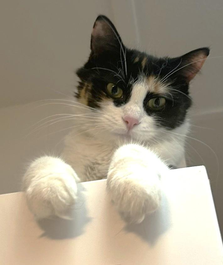 Whisp, a ADOPTABLE Calico in Stoney Creek, ON image 1/6