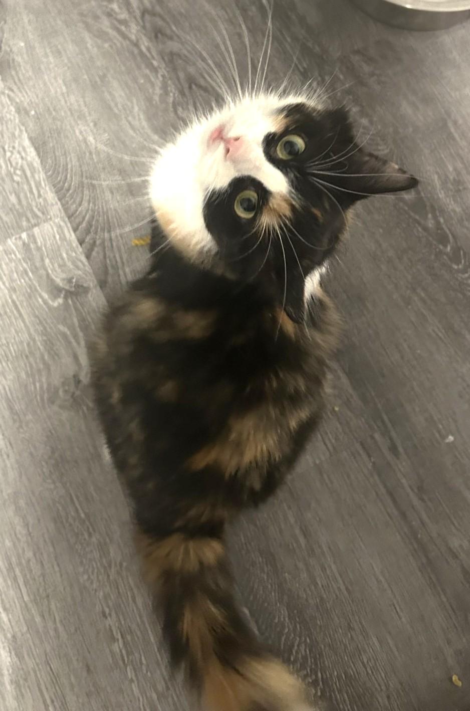 Enlarge Whisp, a Adopted Calico in Stoney Creek, ON image 6/6