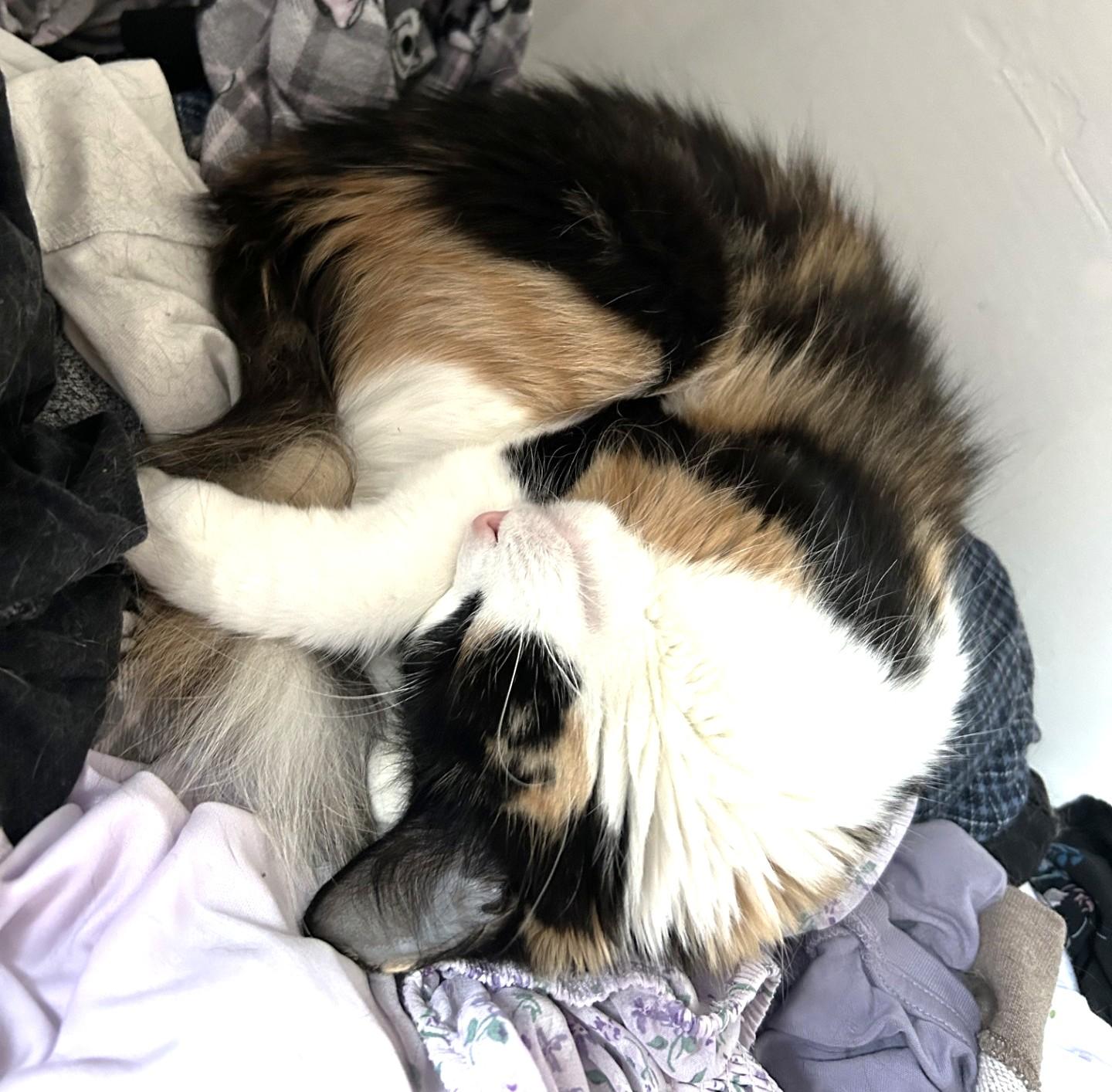 Whisp, a ADOPTABLE Calico in Stoney Creek, ON image 3/6