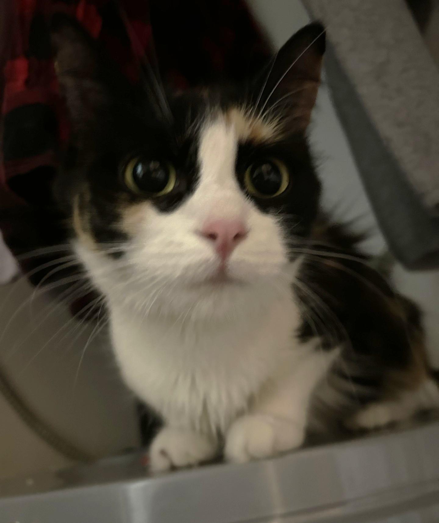 Whisp, a ADOPTABLE Calico in Stoney Creek, ON image 5/6