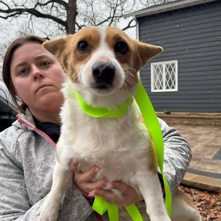 Enlarge Eliza, a Adoptable Corgi in St. Charles, IL image 1/6