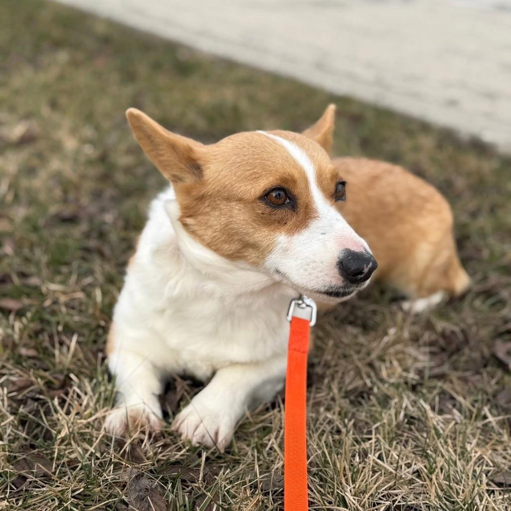 Enlarge Eliza, a Adoptable Corgi in St. Charles, IL image 2/6