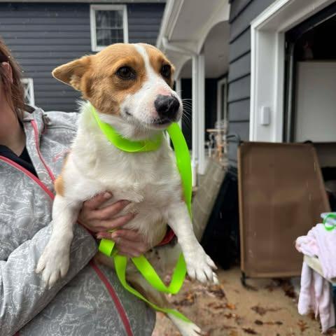 Enlarge Eliza, a Adoptable Corgi in St. Charles, IL image 3/6