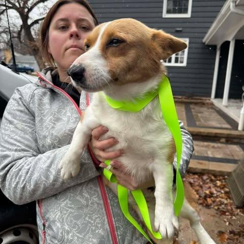 Enlarge Eliza, a Adoptable Corgi in St. Charles, IL image 4/6