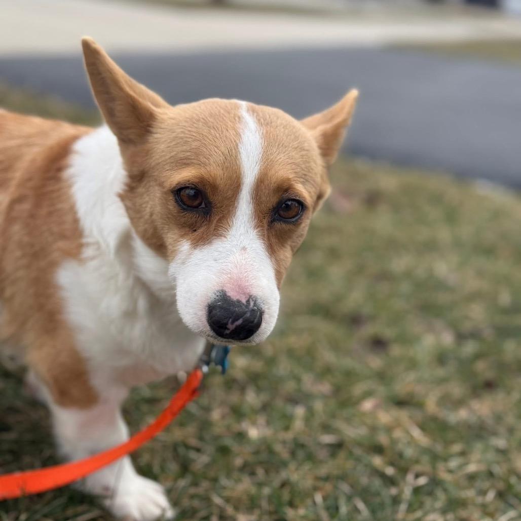 Enlarge Eliza, a Adoptable Corgi in St. Charles, IL image 5/6
