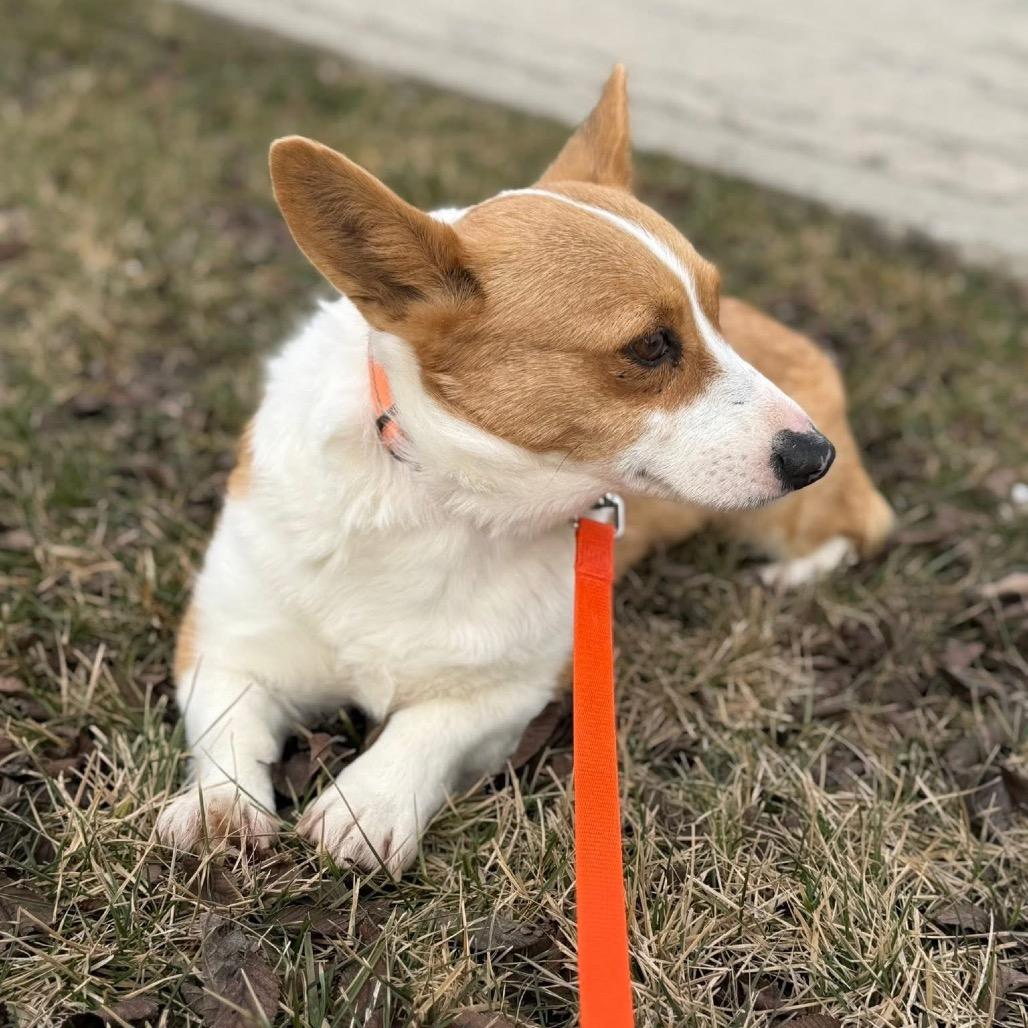 Enlarge Eliza, a Adoptable Corgi in St. Charles, IL image 6/6