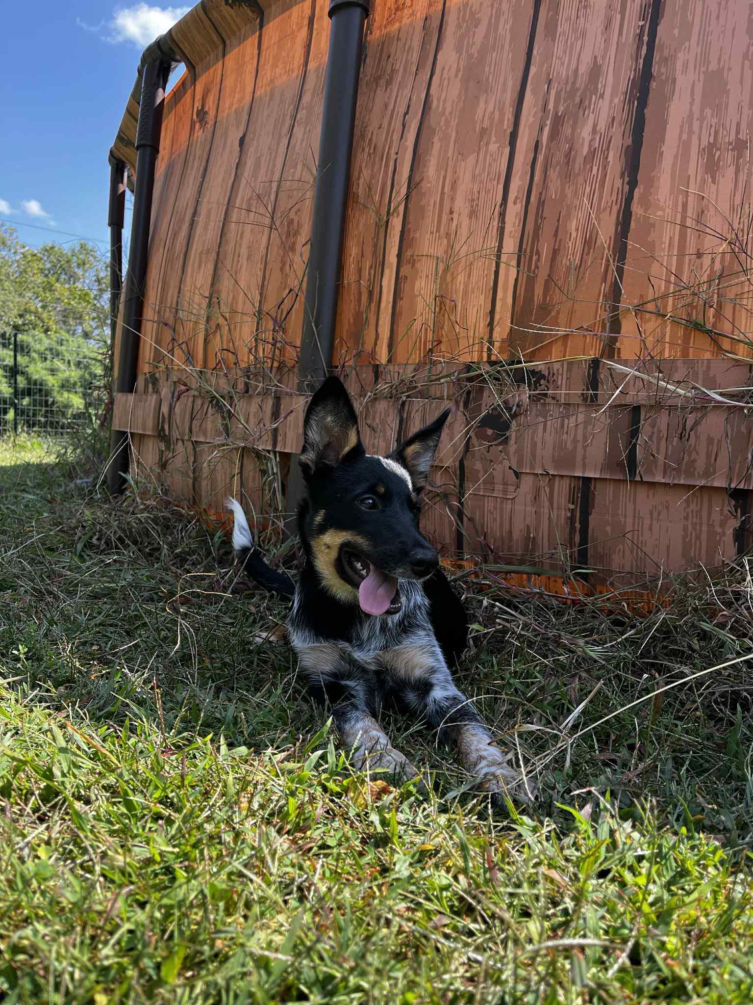 Shirley Temple, Adopted, Young Female Australian Cattle Dog / Blue Heeler & Shetland Sheepdog / Sheltie.