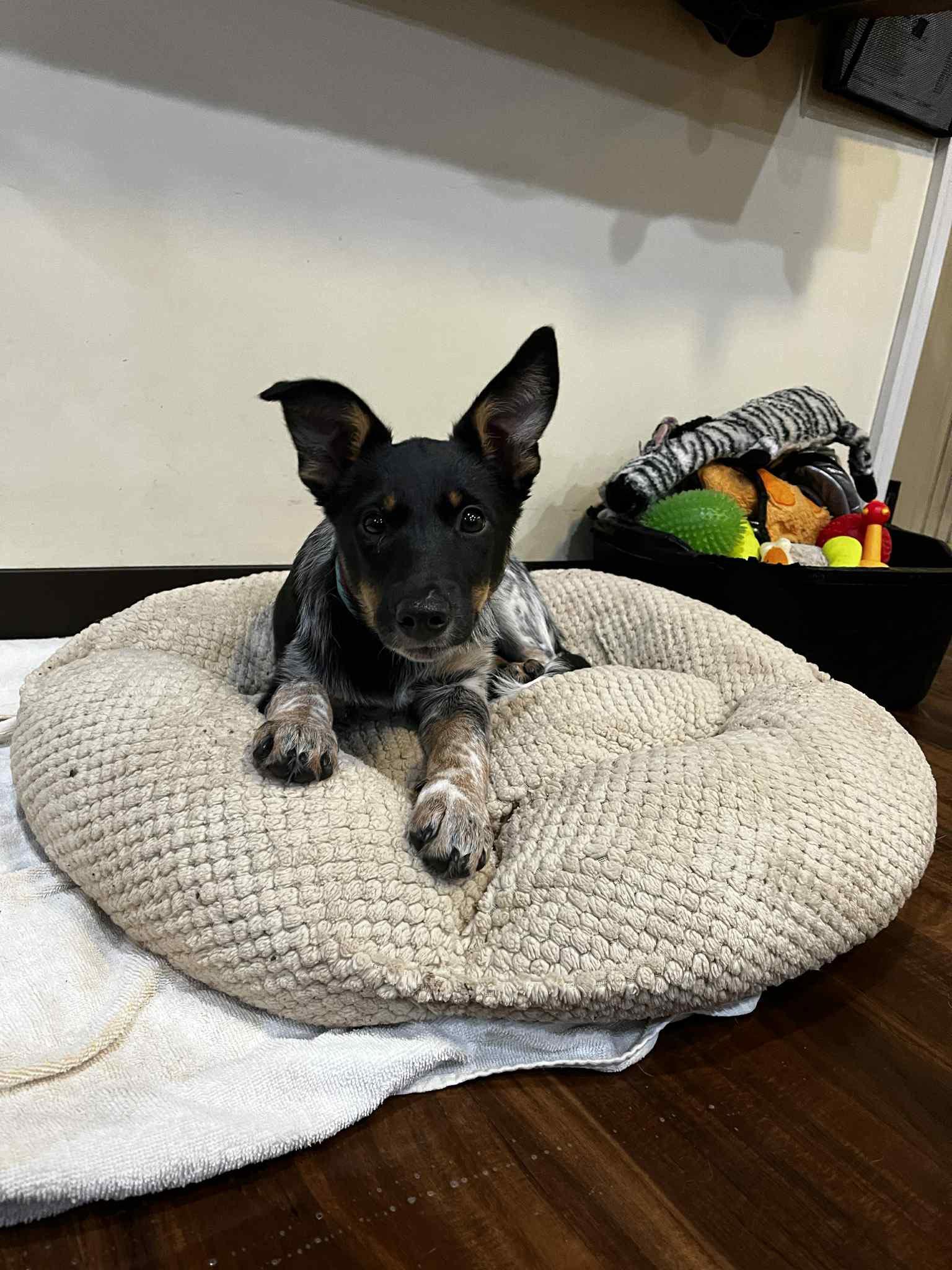 Enlarge Shirley Temple, a Adopted mixed breed in Perkasie, PA image 3/6