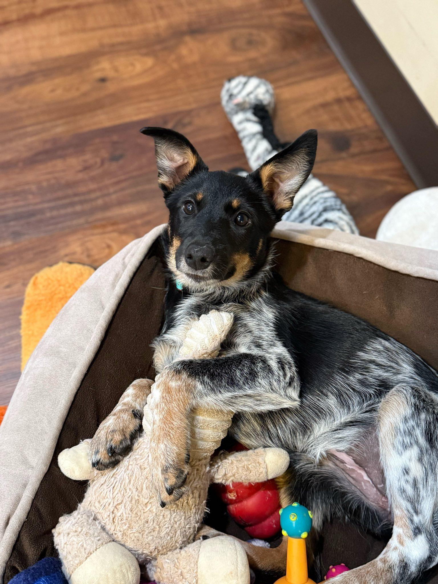 Enlarge Shirley Temple, a Adopted mixed breed in Perkasie, PA image 4/6