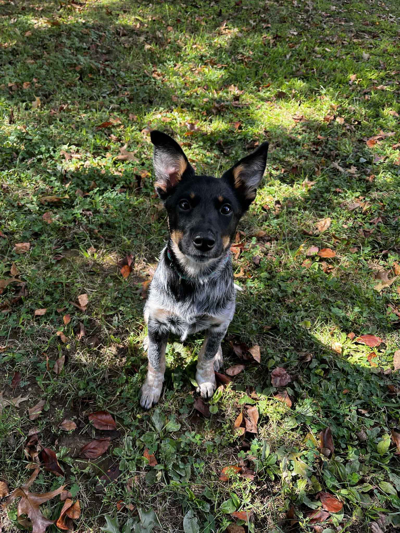 Enlarge Shirley Temple, a Adopted mixed breed in Perkasie, PA image 5/6