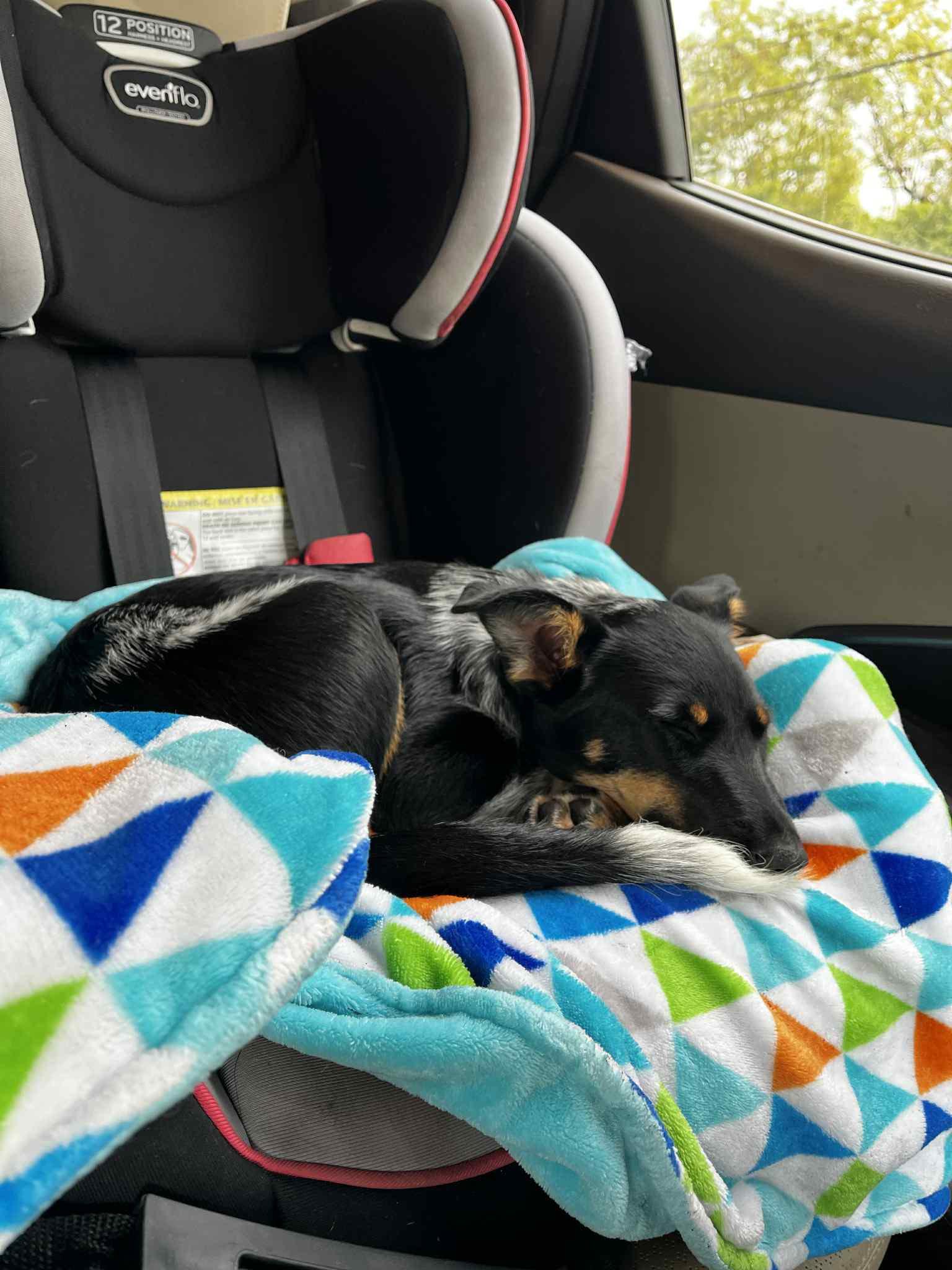 Enlarge Shirley Temple, a Adopted mixed breed in Perkasie, PA image 6/6