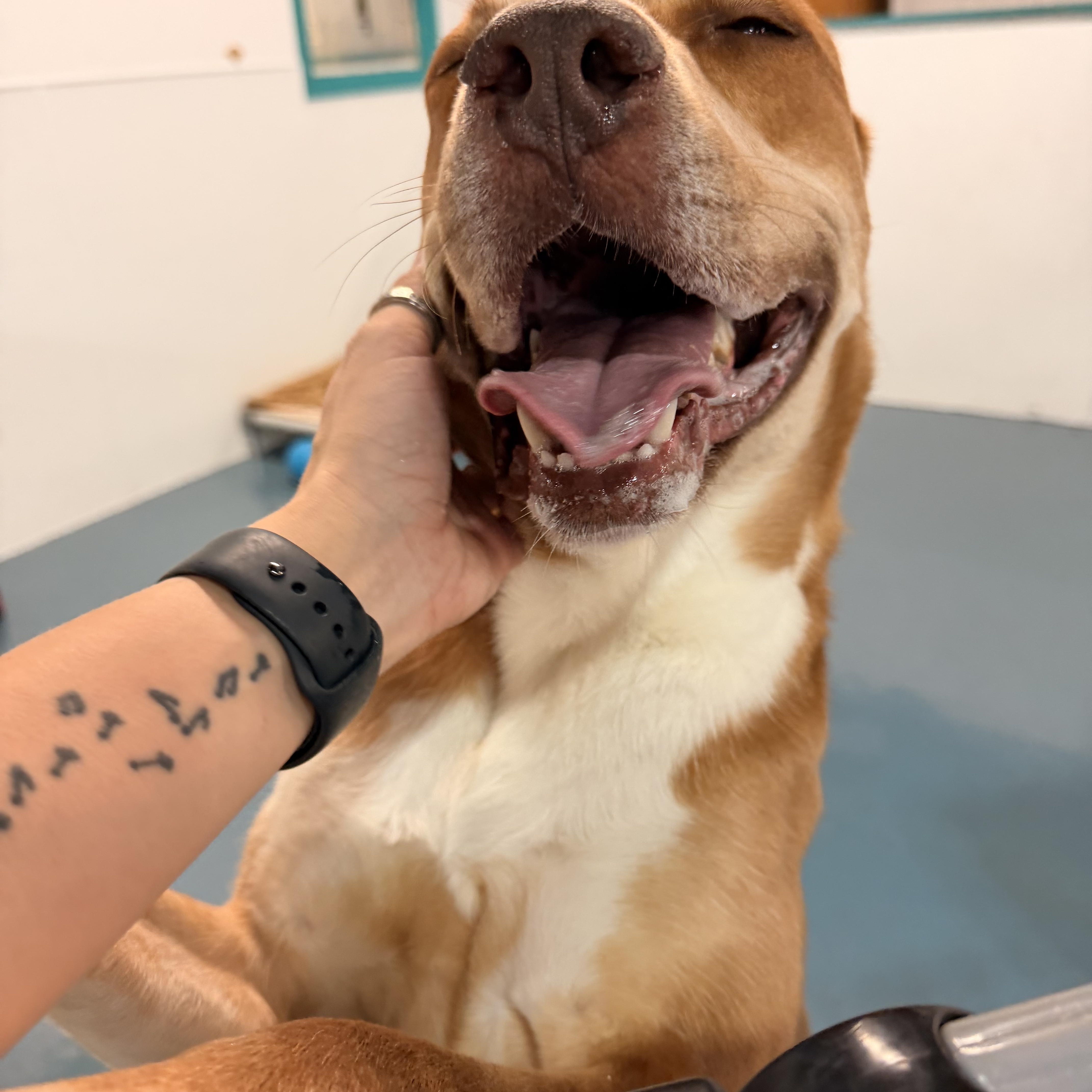 Enlarge Otis, an adopted mixed breed in Crystal Lake, IL image 2/3