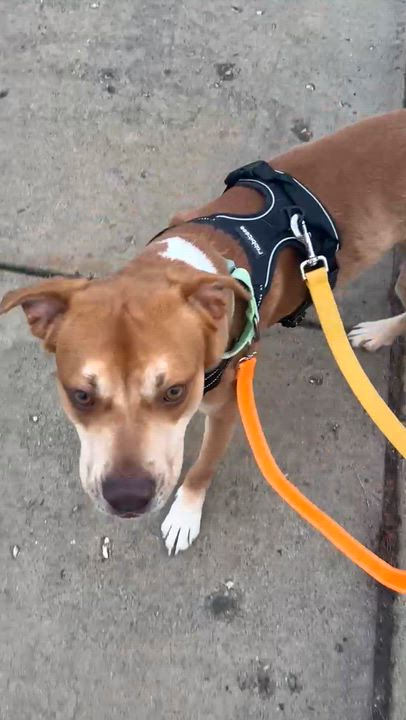 Enlarge Otis, an adopted mixed breed in Crystal Lake, IL video 3/3