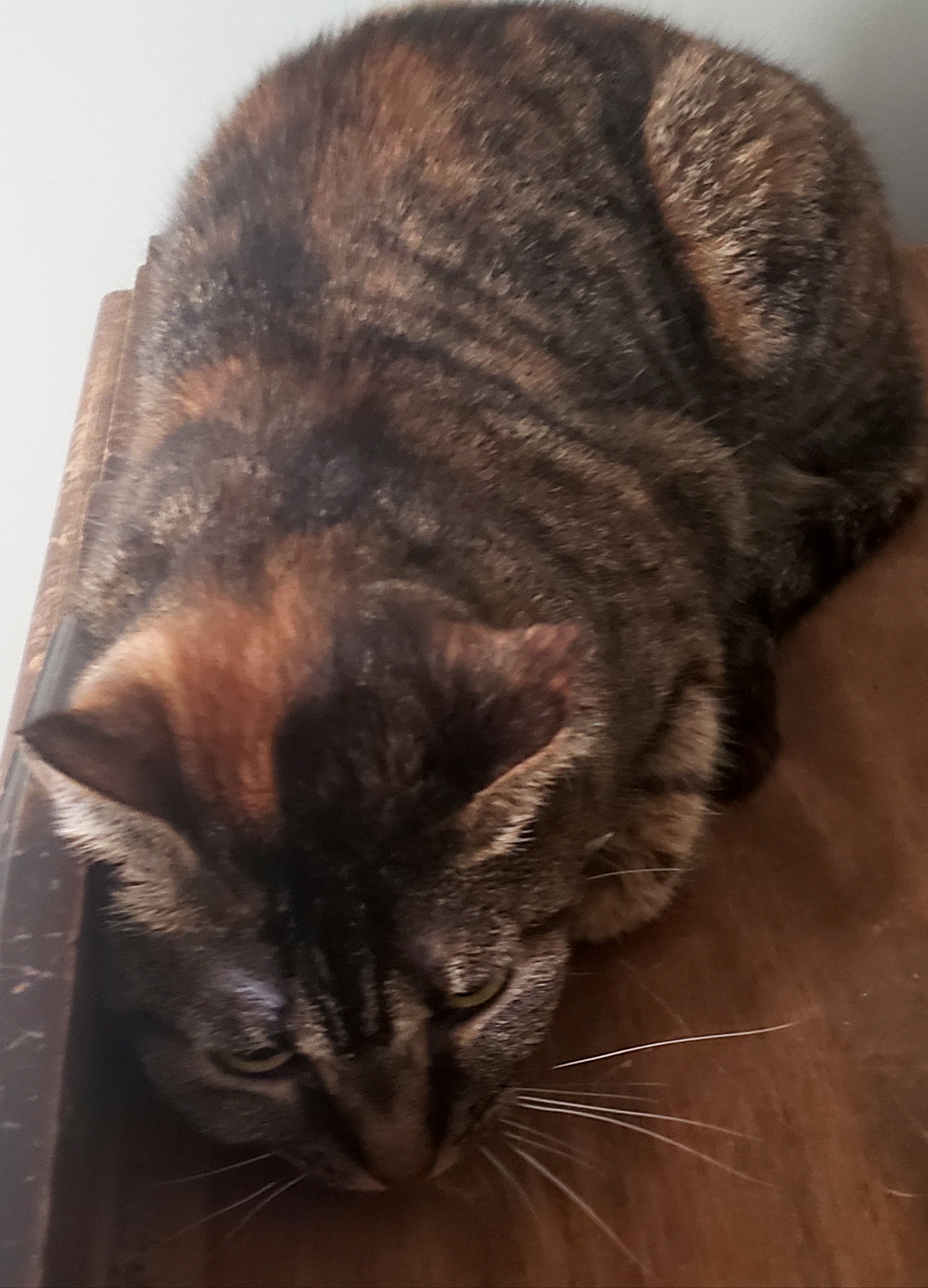 Petfinder Syracuse Ny - vtkmcwb