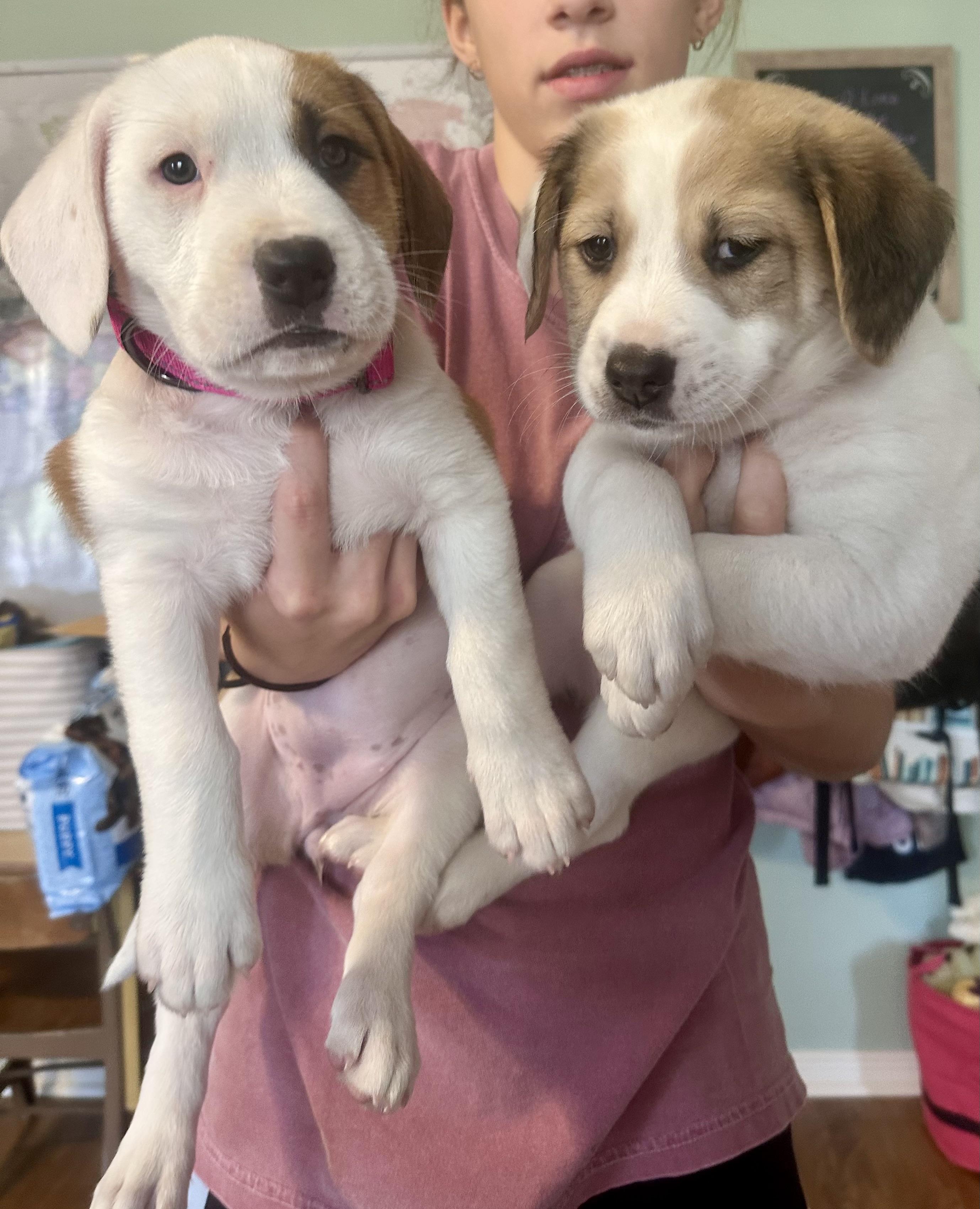 Enlarge Brody, an adopted mixed breed in Humble, TX image 6/6