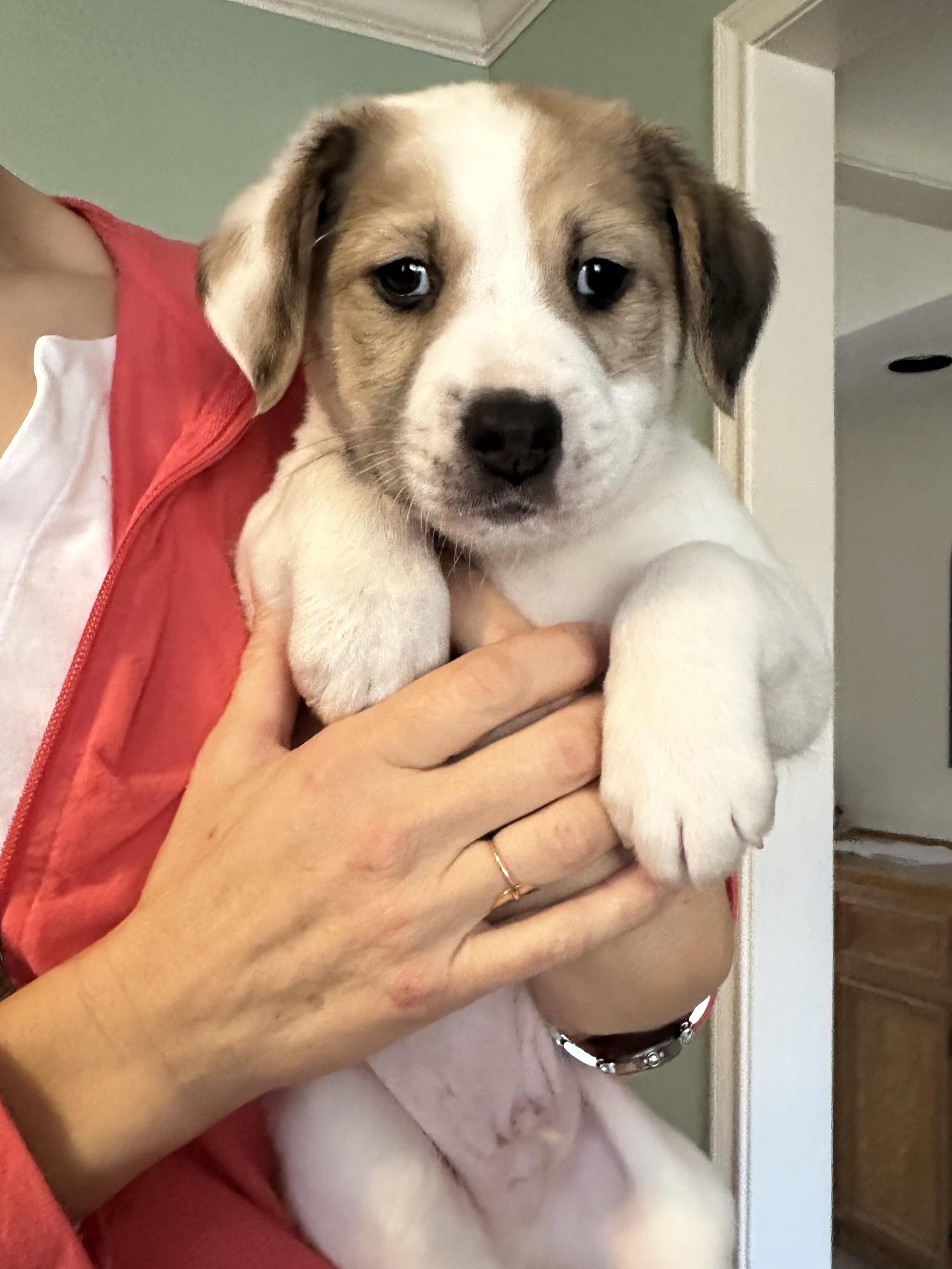 Enlarge Brody, an adopted mixed breed in Humble, TX image 2/6