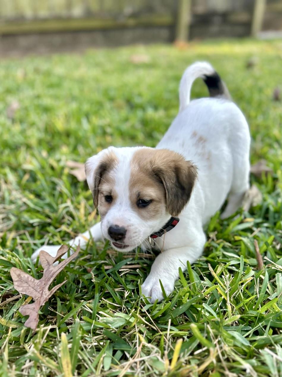 Enlarge Brody, an adopted mixed breed in Humble, TX image 5/6