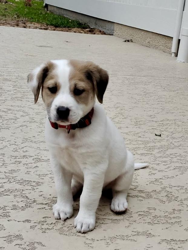 Enlarge Brody, an adopted mixed breed in Humble, TX image 3/6