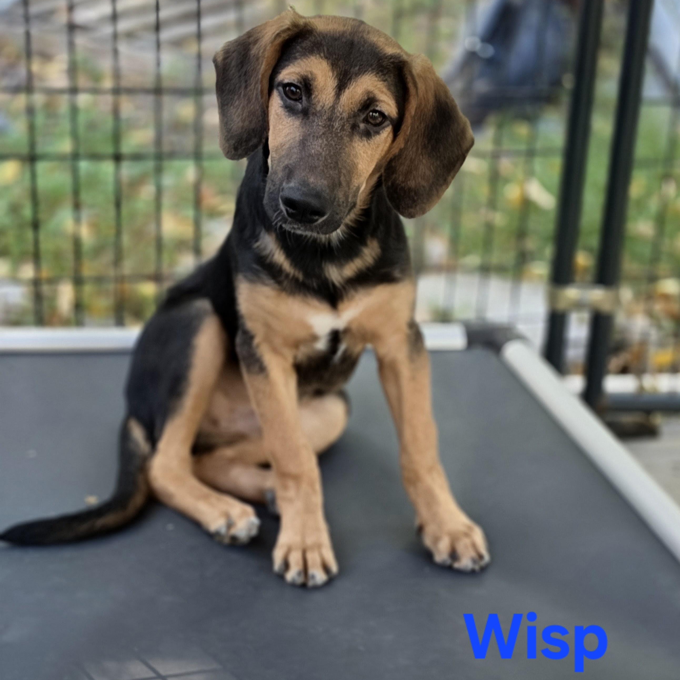 Wisp, Adoptable, Puppy Male Mixed Breed.