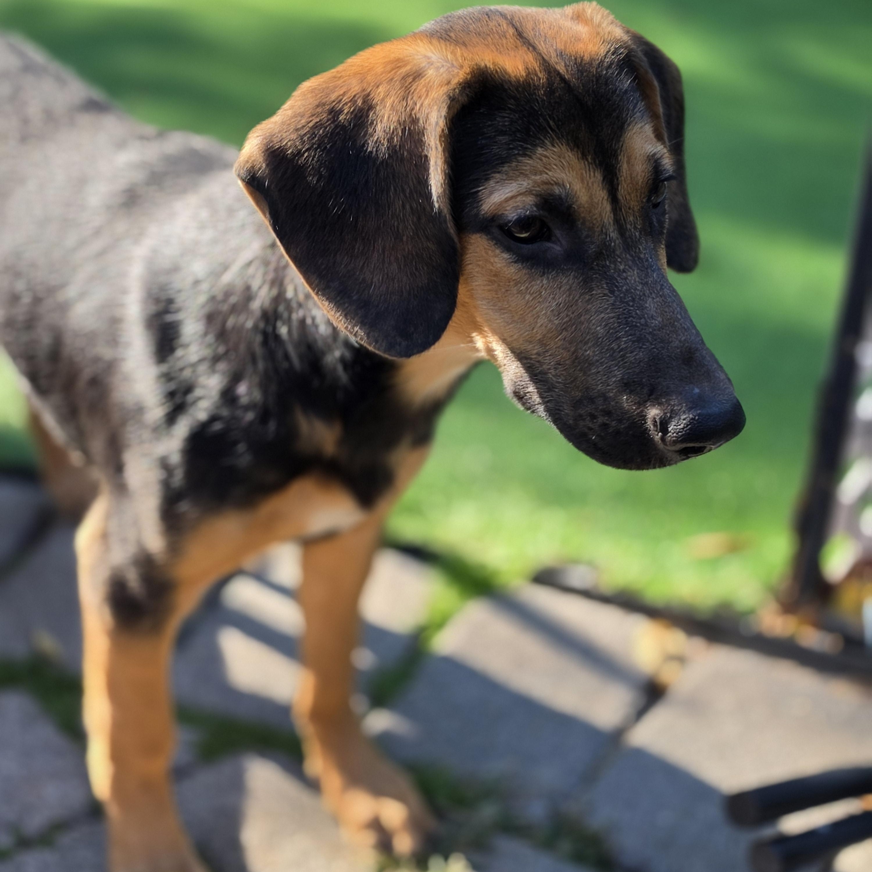 Enlarge Wisp, a Adoptable mixed breed in Blairstown, NJ image 5/5