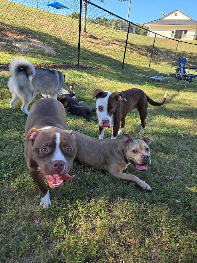 Enlarge Flora, a Adoptable Pit Bull Terrier in Douglasville, GA image 2/6