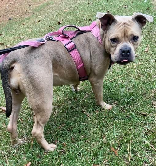 Enlarge Flora, a Adoptable Pit Bull Terrier in Douglasville, GA image 3/6