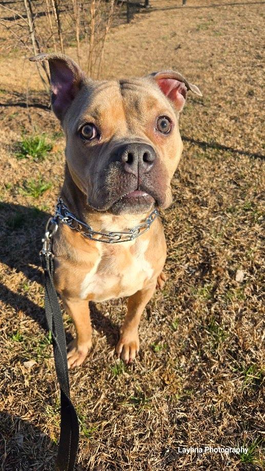 Enlarge Flora, a Adoptable Pit Bull Terrier in Douglasville, GA image 4/6