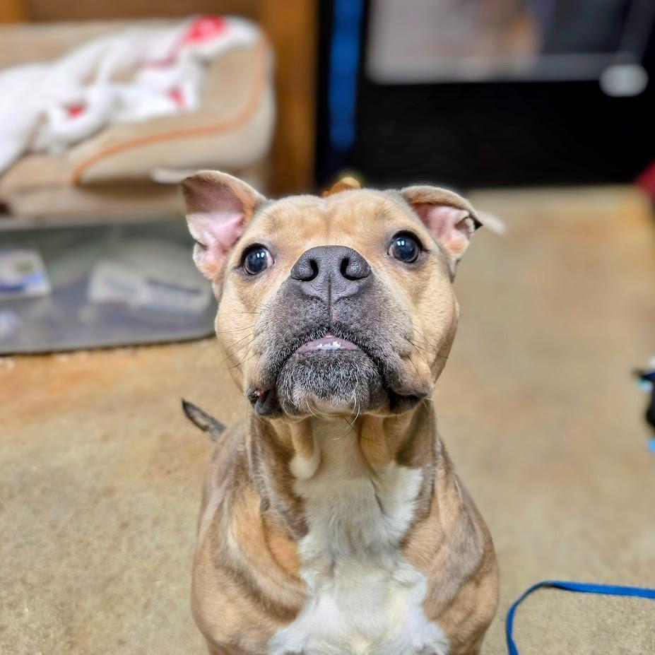 Enlarge Flora, a Adoptable Pit Bull Terrier in Douglasville, GA image 5/6