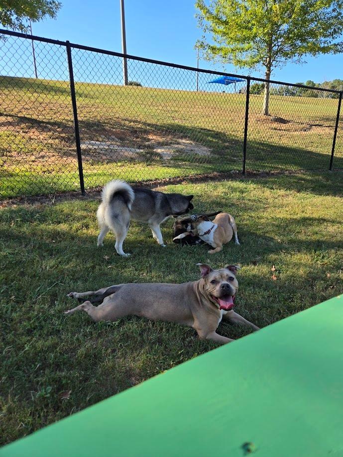 Enlarge Flora, a Adoptable Pit Bull Terrier in Douglasville, GA image 6/6