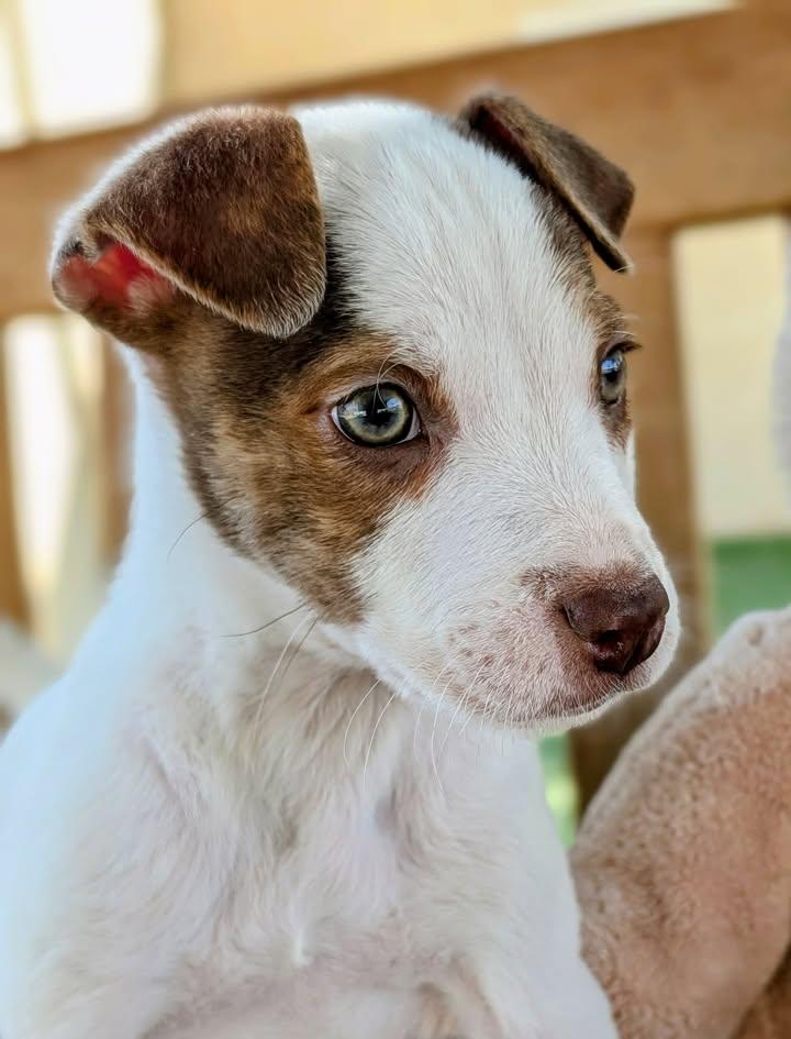 26-108, ADOPTABLE, Puppy Male Pit Bull Terrier.