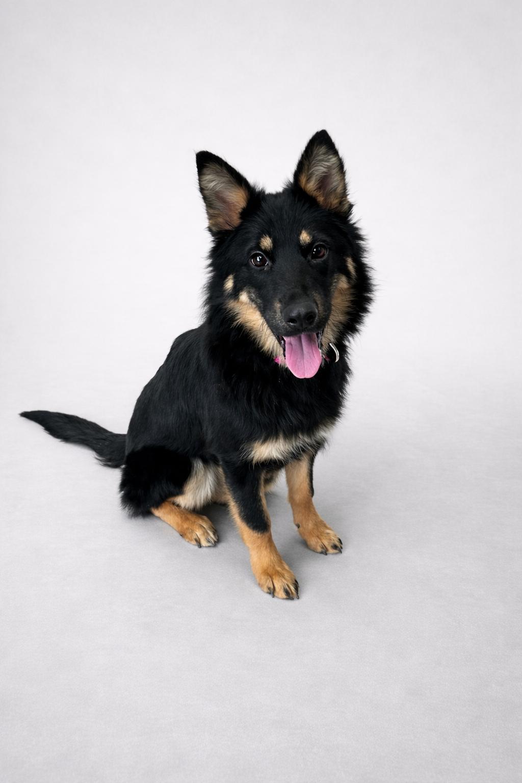 Zuri, ADOPTABLE, Young Female Mixed Breed.