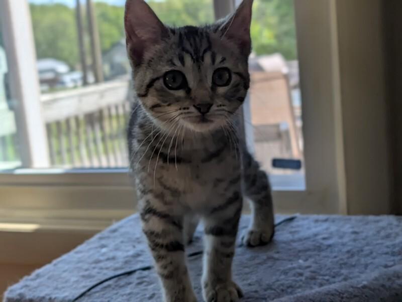 Enlarge Delia, a Adoptable Domestic Short Hair in Adrian, MI image 1/4