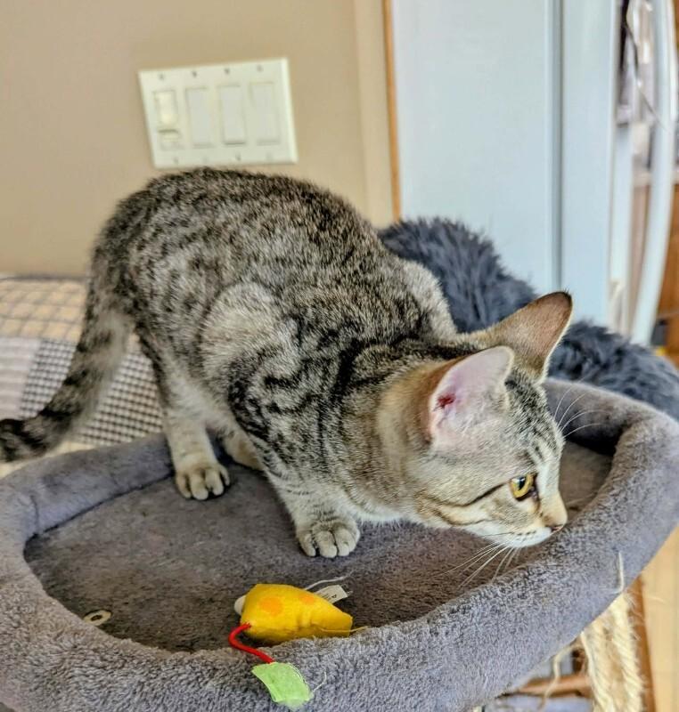 Enlarge Delia, a Adoptable Domestic Short Hair in Adrian, MI image 2/4