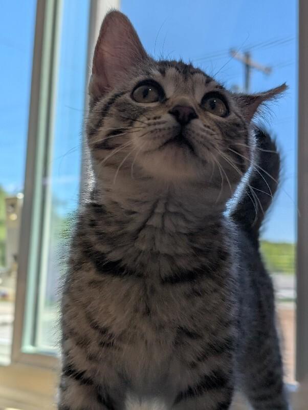 Enlarge Delia, a Adoptable Domestic Short Hair in Adrian, MI image 3/4